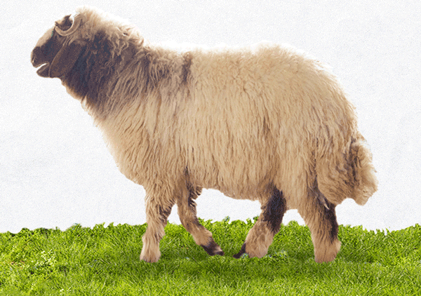 Iranian Shefali Sheep