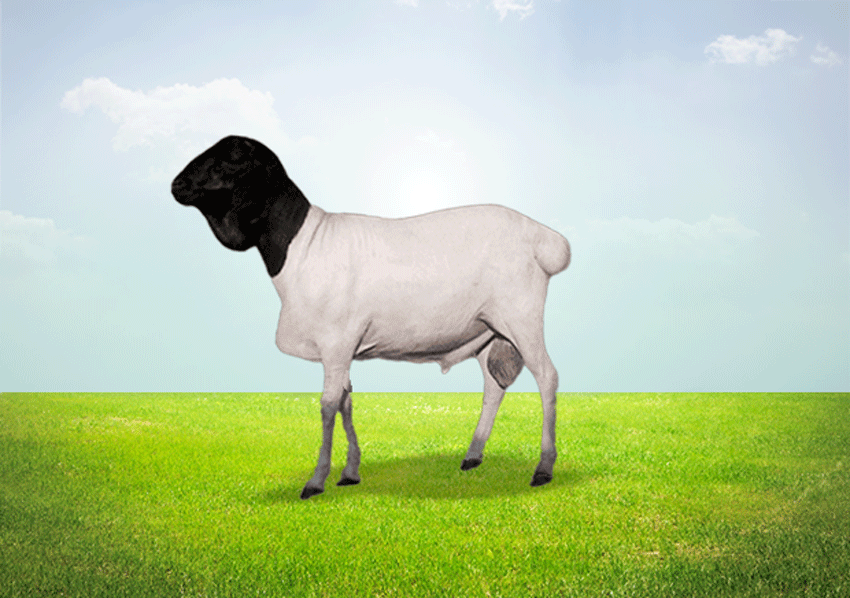 Barbarine Lamb