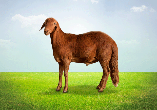 هرفي سوداني (حي)