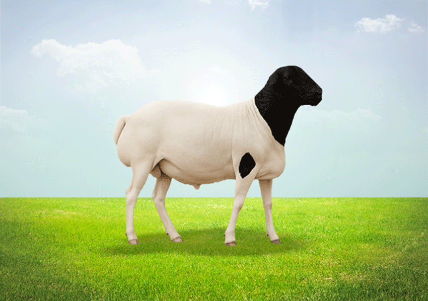 Barbarine Lamb Super