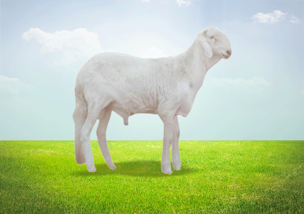 Herfy Sudani (Damazini)