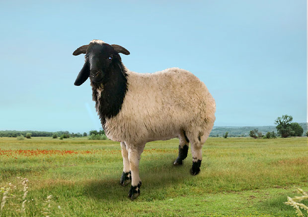 Naimi Herfy 4 Months