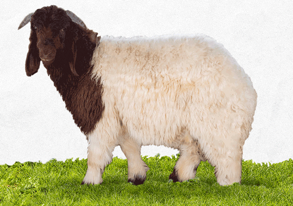 Local Naimi Sheep (Tameema)